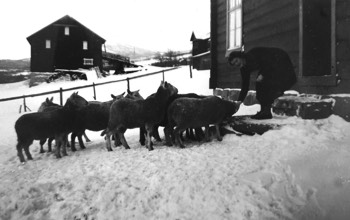  The sheep almost entered the house. 