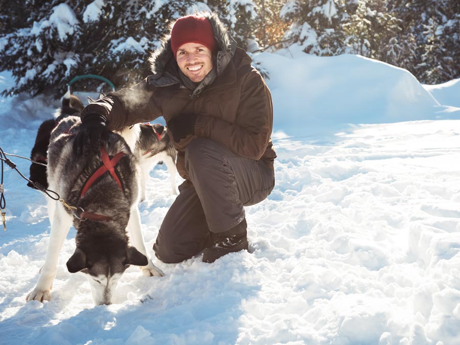 After dog sledding, the dogs need to have some cuddles.   After dog sledding, the dogs need to have some cuddles.
